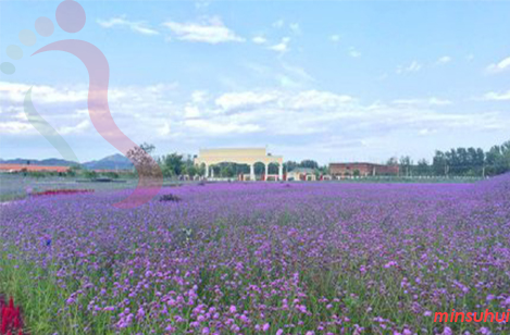 天津蓟县民宿|紫云水岸香草园民宿|秀水庄园-蓟县旅游,翠屏湖旅游-民宿汇 - 图片4