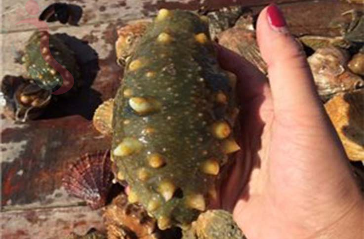 山东烟台市长岛县大钦岛民宿俊俊渔家院 - 图片4