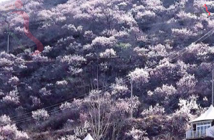 北京怀柔区白河湾熏衣草庄园 - 周边游玩