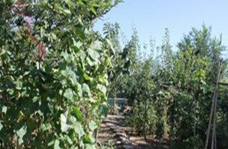 北京密云区密云水库桂起民俗院 - 图片3