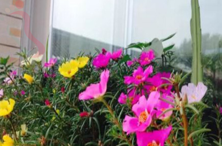 北京密云清水河农家院 - 图片4