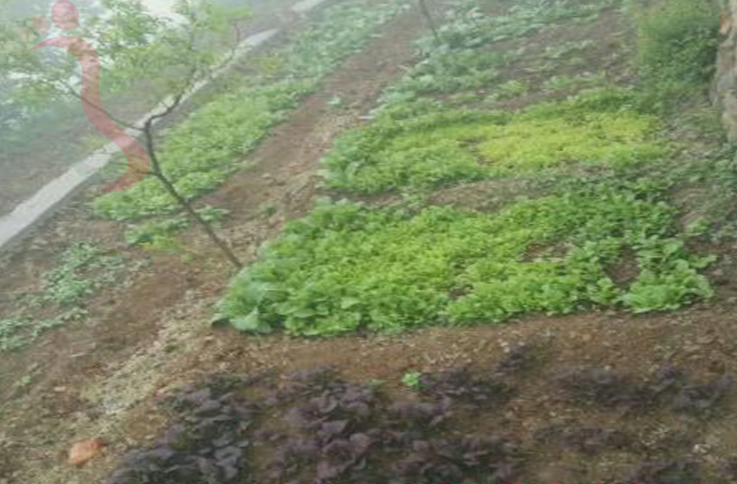 北京房山区蒲洼乡东村花台梦春园农家院 - 民宿介绍