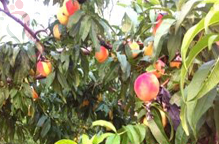 北京平谷区果园香农家院 - 图片3