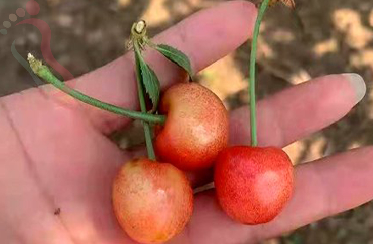 北京顺义区焦庄户永林桂花香农家院 - 餐饮介绍