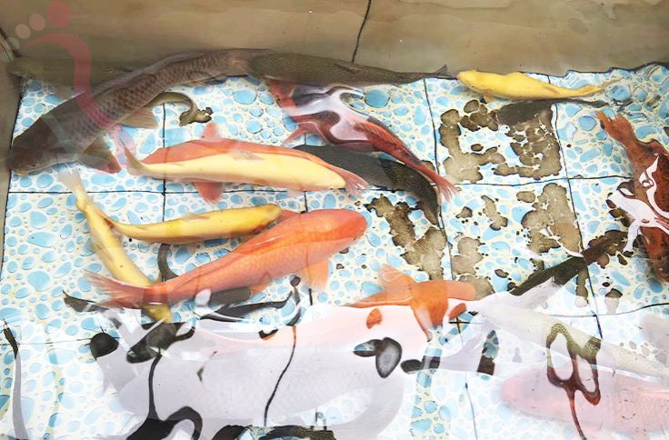  北京怀柔区白河湾独一味农家民宿-怀柔旅游白河湾景区怀柔农家院白河湾民宿 - 民宿介绍