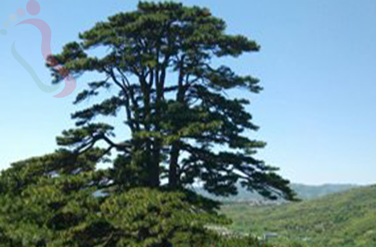 天津蓟州区青山岭观松苑农家院 - 图片4