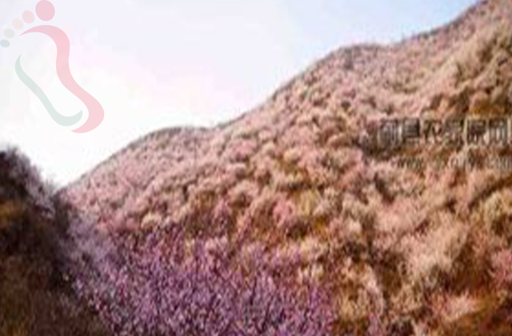 天津蓟州区青山岭观松苑农家院 - 周边游玩