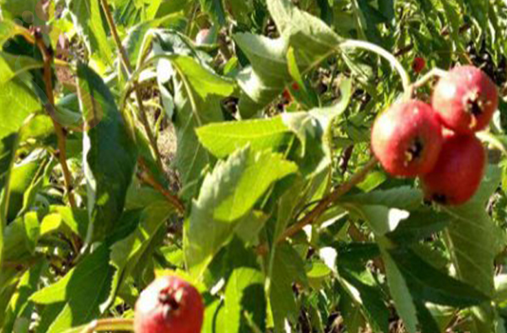 天津蓟州区溶洞东篱南山阁 - 图片3