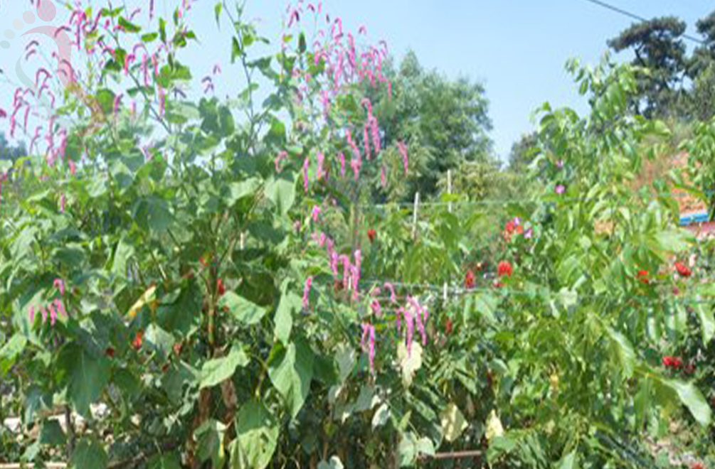 天津蓟州区梨木台正阳农家院 - 图片3