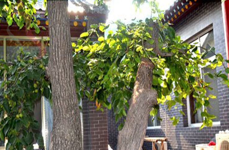 天津蓟州区坝尺峪桂鑫源农家院 - 图片1