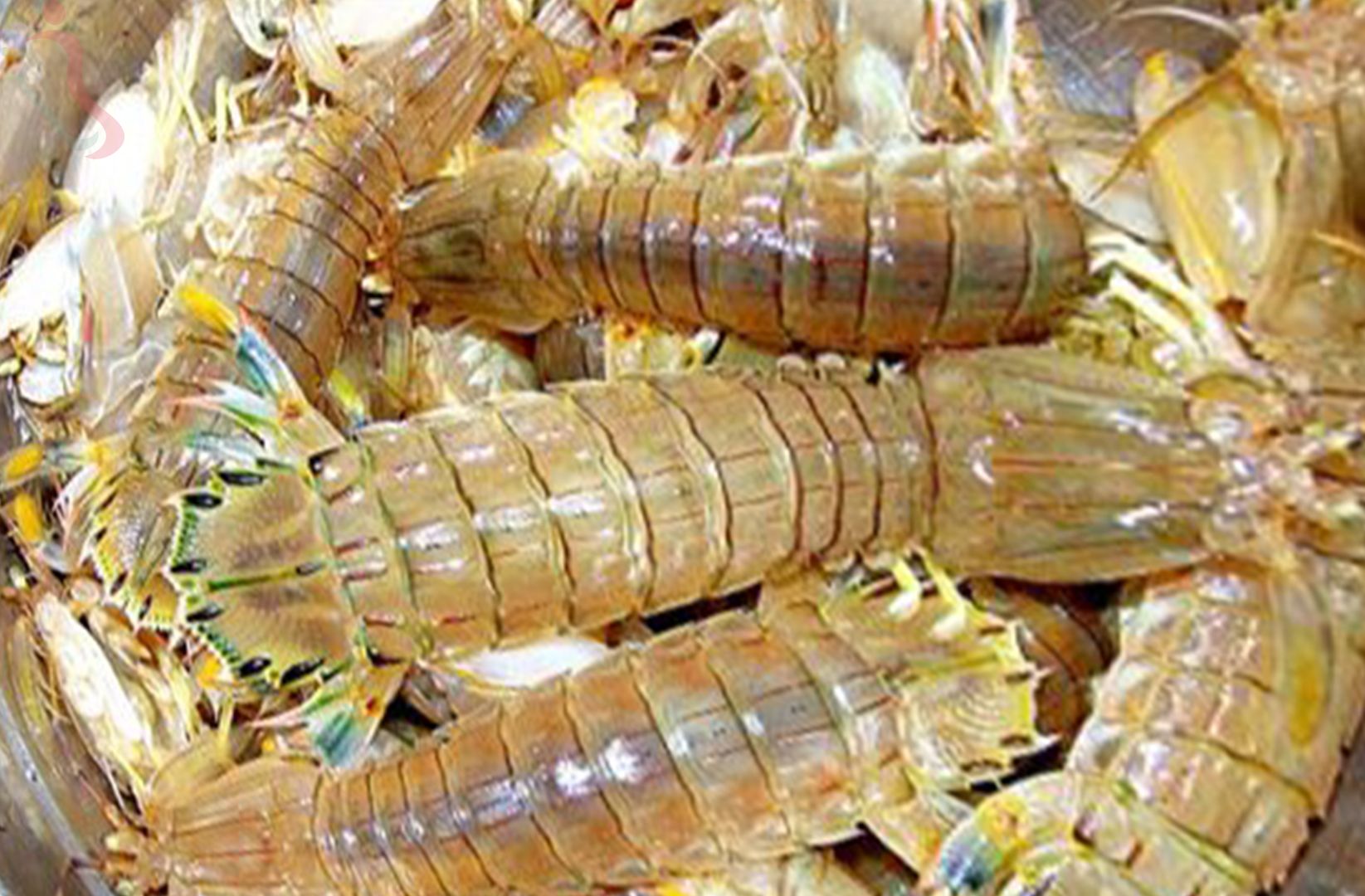 烟台长岛县大钦岛家进渔家院 - 餐饮介绍