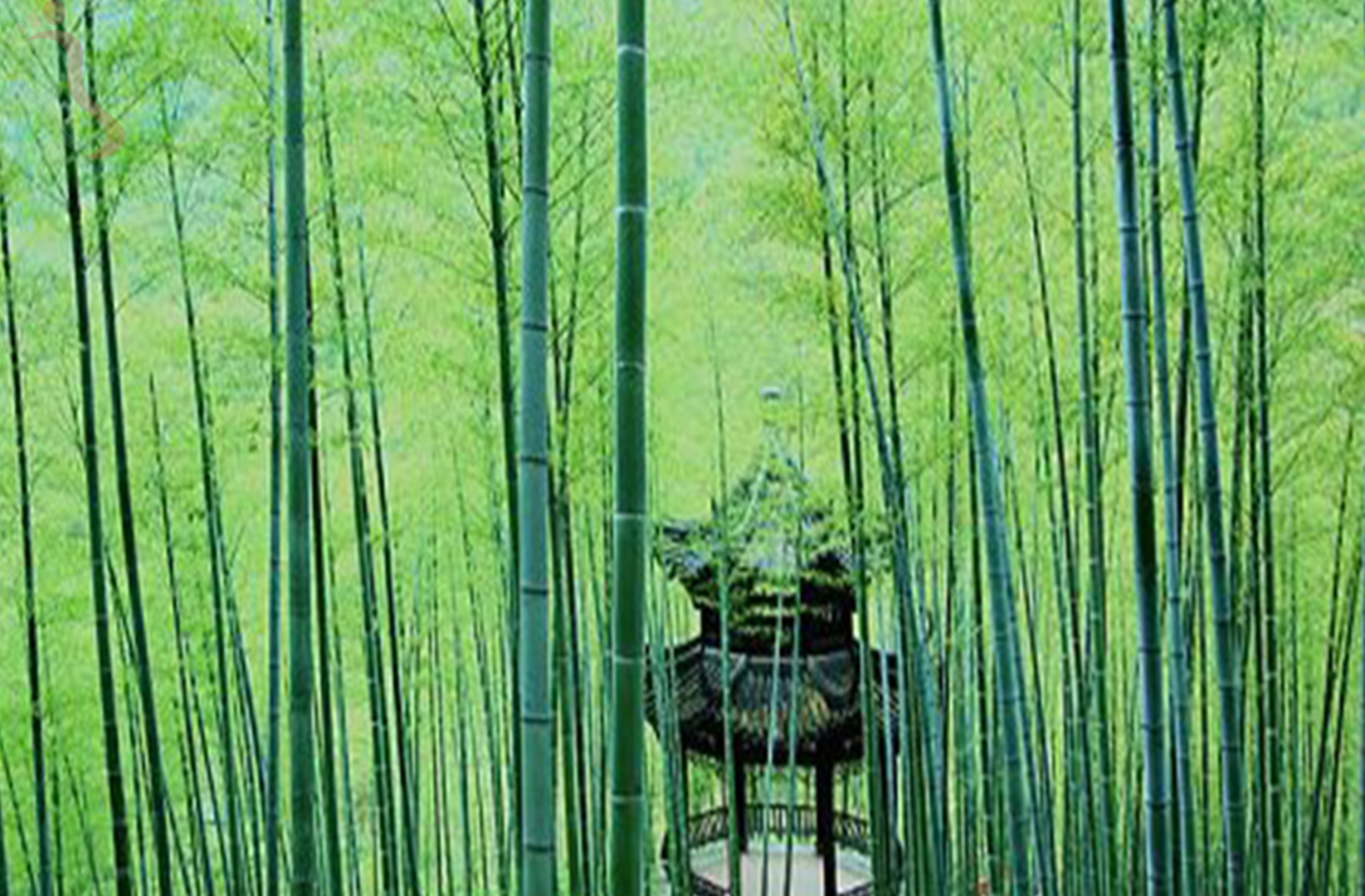 安吉大竹海竹海人家 - 周边游玩