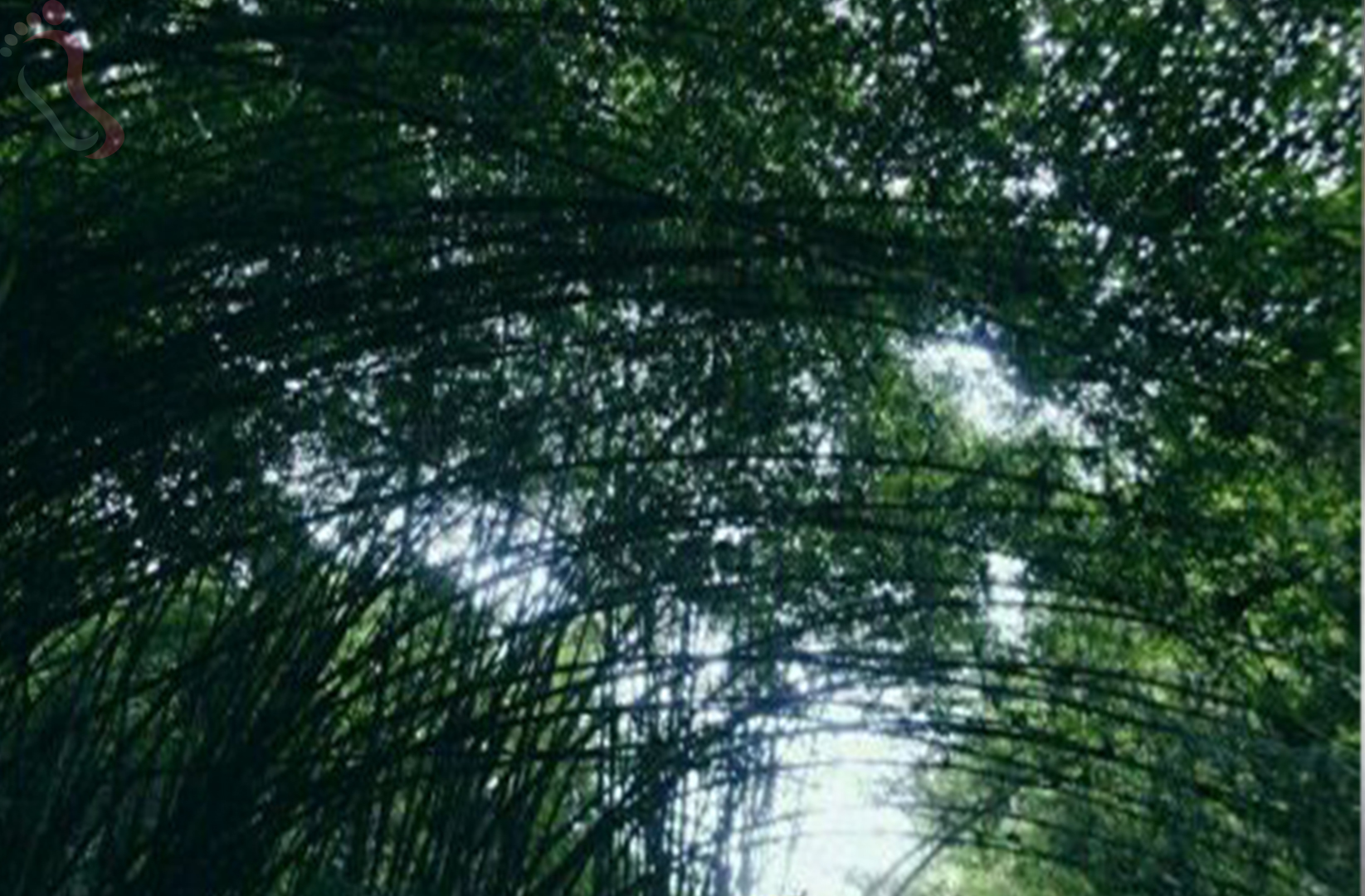 安吉大竹海竹海人家 - 周边游玩