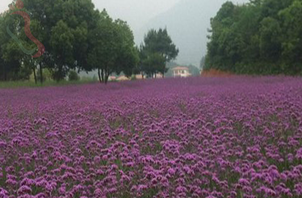 桐庐芦茨胖胖农家乐 - 周边游玩