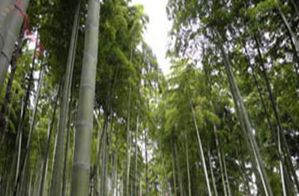 山沟沟凌瀑山庄 - 周边游玩
