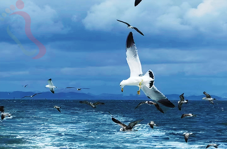 辽宁大连民宿海王九岛黄海度假村-大连旅游海王九岛大连民宿海王九岛民宿 - 图片1