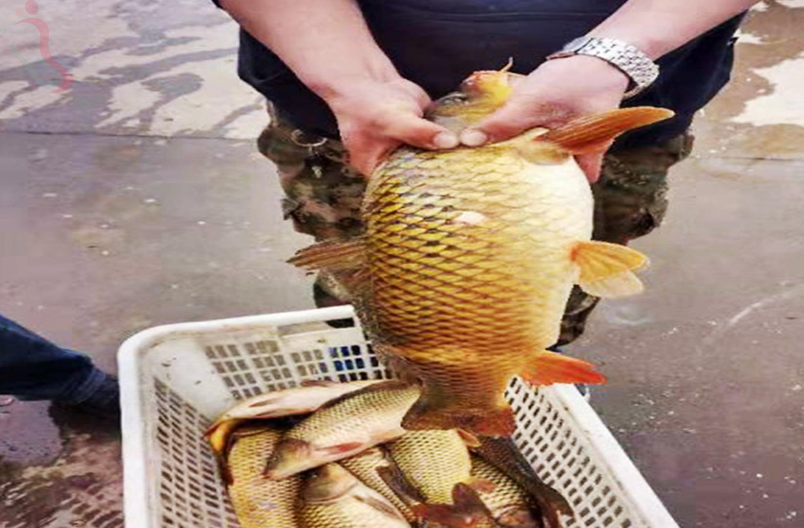 内蒙古呼和浩特市土默特左旗哈素海二丑旦农家院 - 餐饮介绍