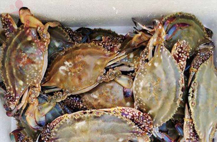 葫芦岛民宿绥中东戴河盛夏海景农家院-葫芦岛旅游东戴河景区住哪东戴河农家院 - 图片9
