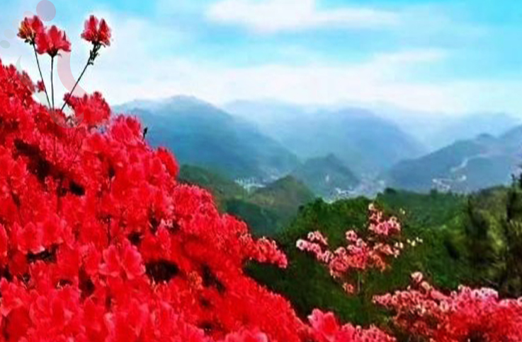安徽黄山市歙县坡山农家乐接待中心 - 周边游玩