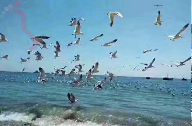 大连海王九岛艳丽渔家民宿-大连旅游大连民宿海王九岛民宿渔家乐民宿汇 - 周边游玩