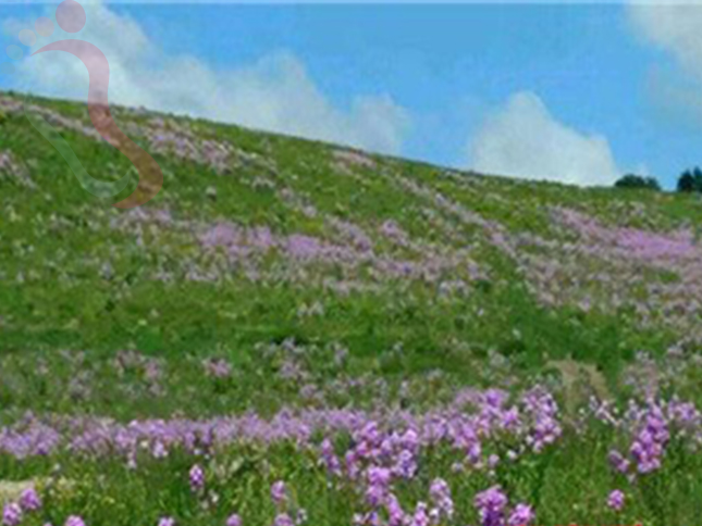 河北承德围场满族蒙古族自治县塞罕坝一亩三分地农家院 - 周边游玩