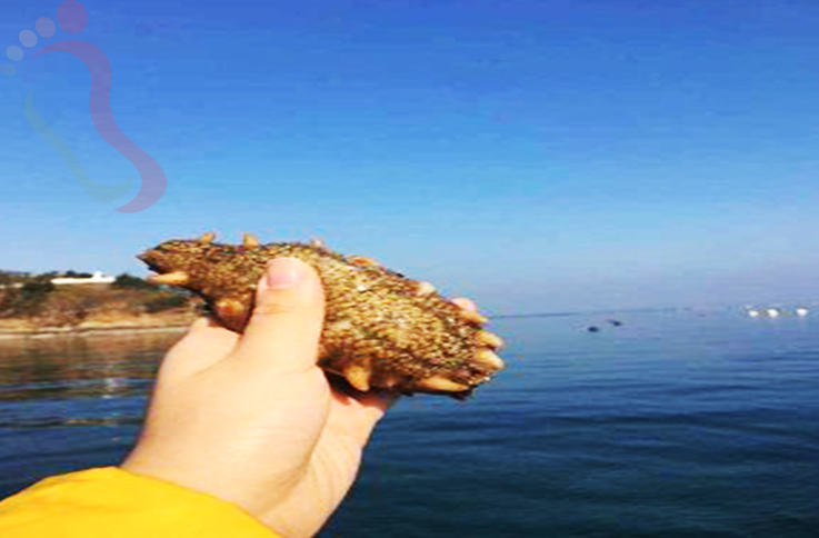 辽宁大连长海县獐子岛尹海渔家民宿 - 餐饮介绍