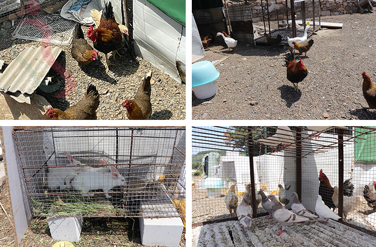 天津蓟县民宿梨木台聚闲居农家民宿-蓟县旅游九山顶农家院梨木台民宿 - 图片15