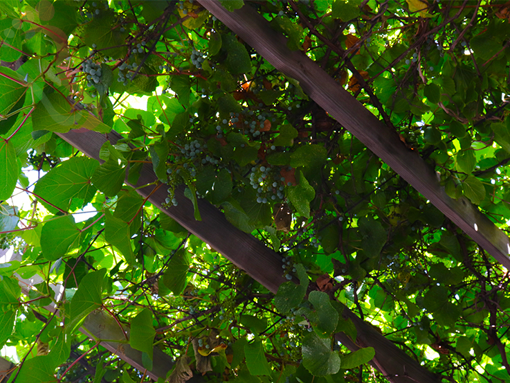 天津蓟县民宿梨木台聚闲居农家民宿-蓟县旅游九山顶农家院梨木台民宿 - 图片5