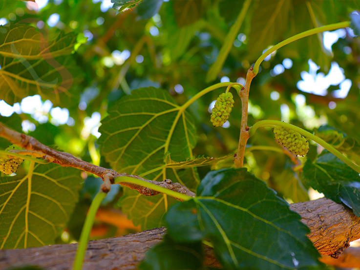 天津蓟县民宿梨木台聚闲居农家民宿-蓟县旅游九山顶农家院梨木台民宿 - 图片7