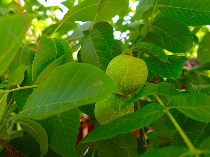 天津蓟县民宿梨木台聚闲居农家民宿-蓟县旅游九山顶农家院梨木台民宿 - 图片8