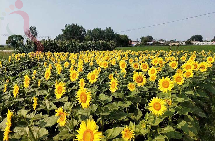 辽宁大连民宿葫芦岛渔家院东戴河民宿可心农家院-碣石海滩旅游葫芦岛民宿 - 图片1