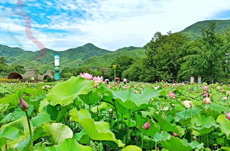 浙江安吉翡翠阁民宿 - 周边游玩
