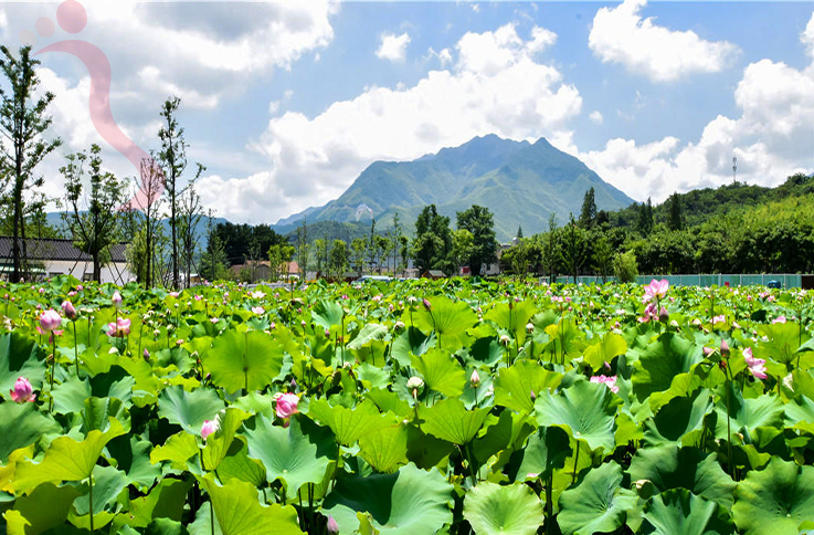 浙江安吉庭仙农庄 - 图片2