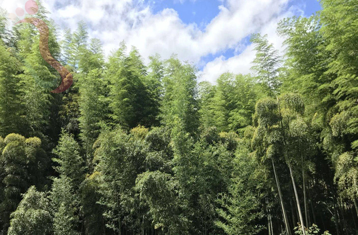 浙江安吉百翠山民宿 - 周边游玩