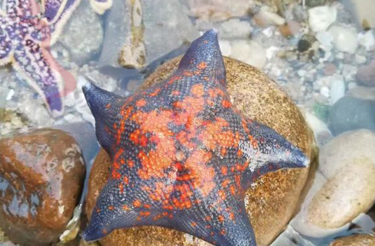 北戴河双梓民宿 - 图片2