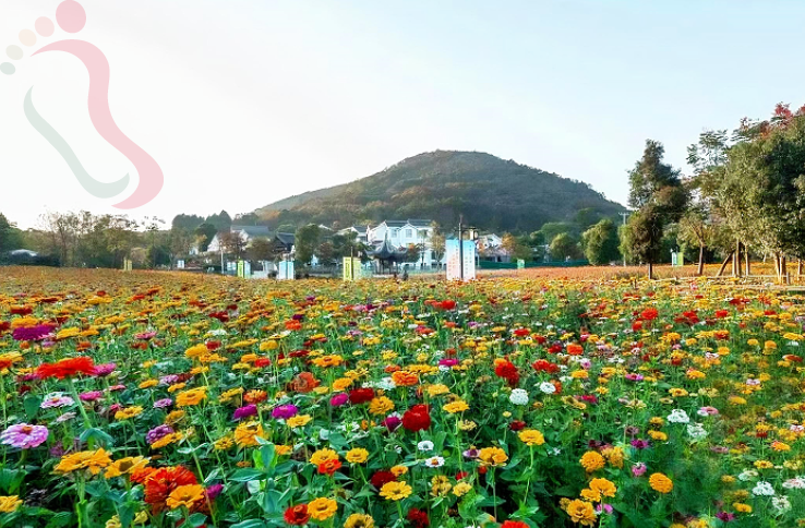 江苏南京浦口不老村风景区民宿-花筑南京洗铅华客栈 - 周边游玩