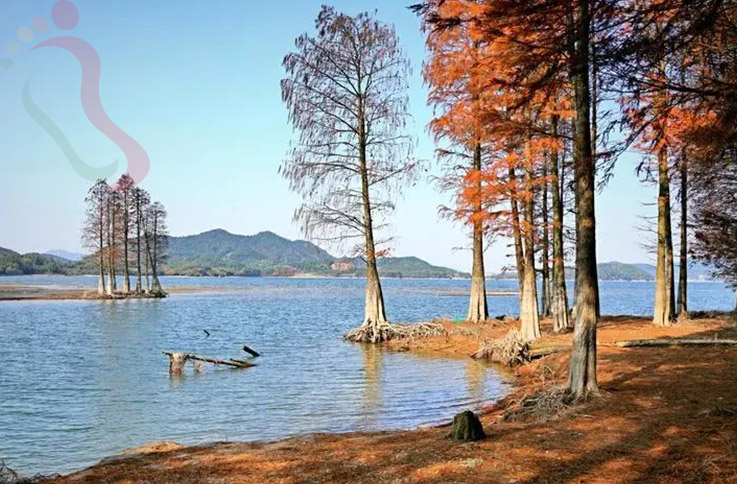 浙江宁波余姚四明湖景区民宿-花筑红树林民宿 - 周边游玩