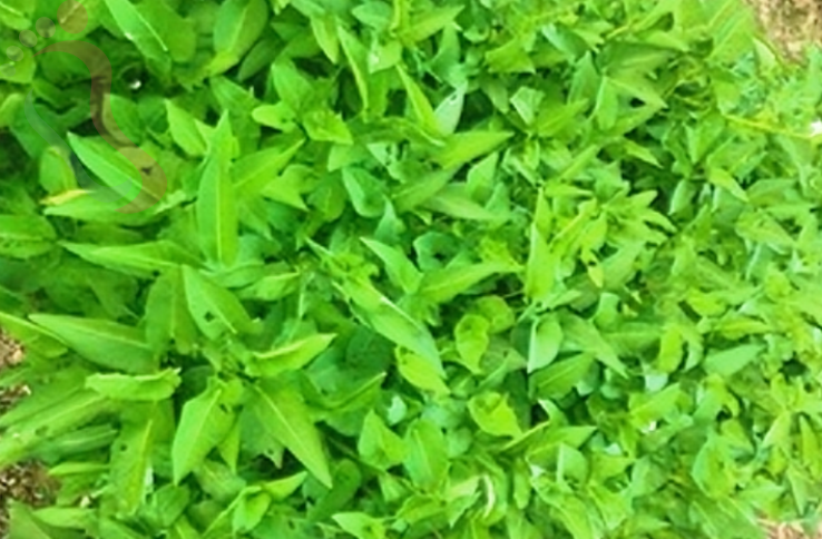  江苏无锡张山岭农家民宿 - 餐饮介绍