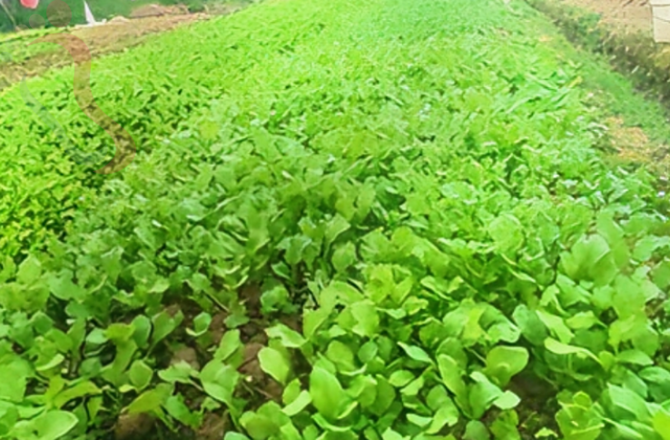  江苏无锡张山岭农家民宿 - 餐饮介绍