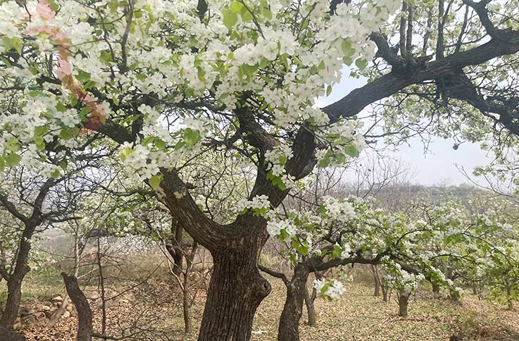 天津旅游蓟县蓟州区农家院西井峪远山原宿-民宿汇 - 周边游玩