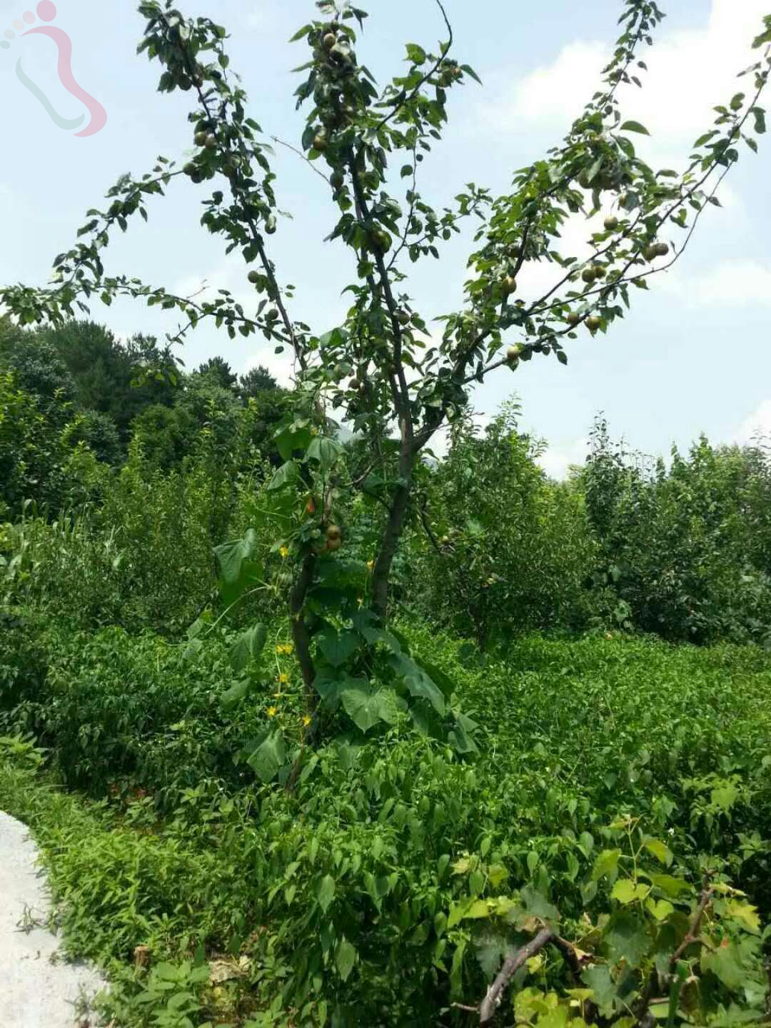 贵州毕节金沙县静雅居避暑山庄 - 民宿介绍