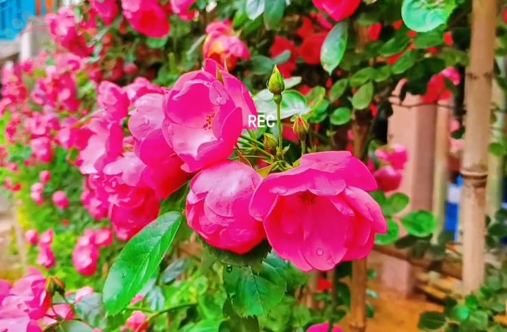 重庆市江津区四面山民宿四面山仙丹夫妇客栈 - 图片8