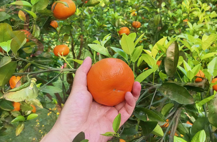 重庆市江津区四面山民宿四面山仙丹夫妇客栈 - 图片9