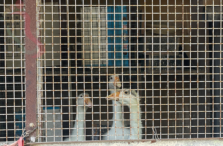延庆柳沟八家窑洞农家院|京郊游延庆旅游柳沟民宿陕北窑洞风农家乐 - 餐饮介绍