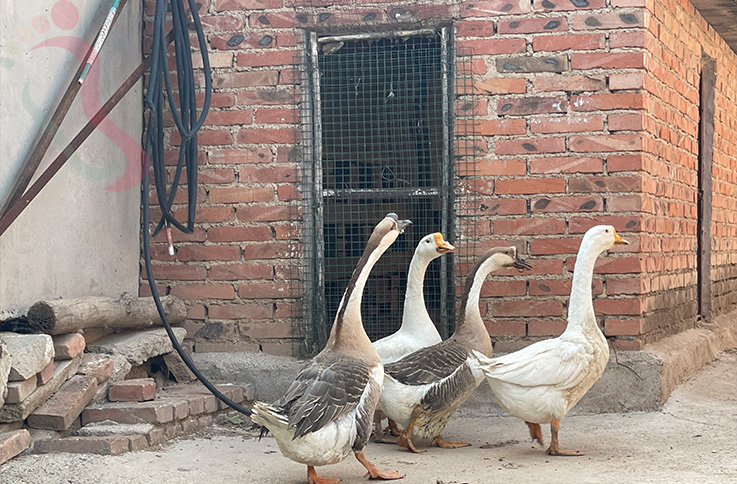延庆柳沟八家窑洞农家院|京郊游延庆旅游柳沟民宿陕北窑洞风农家乐 - 图片5