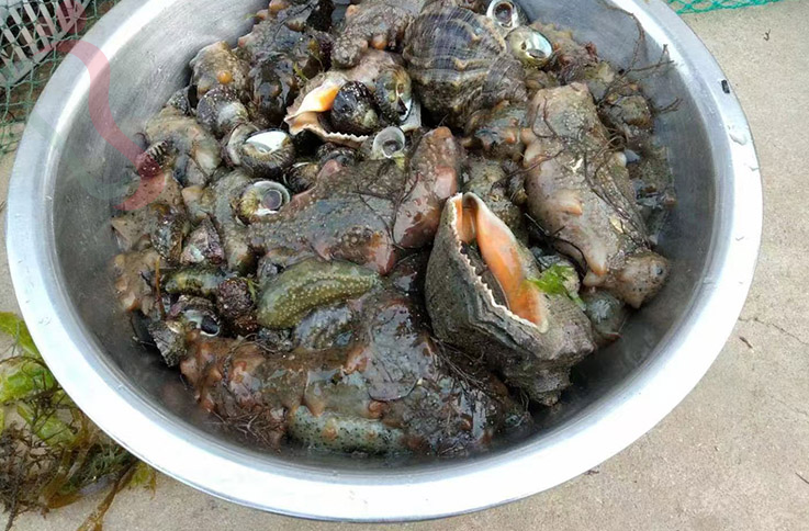 广鹿岛爱丽渔家民宿 - 餐饮介绍