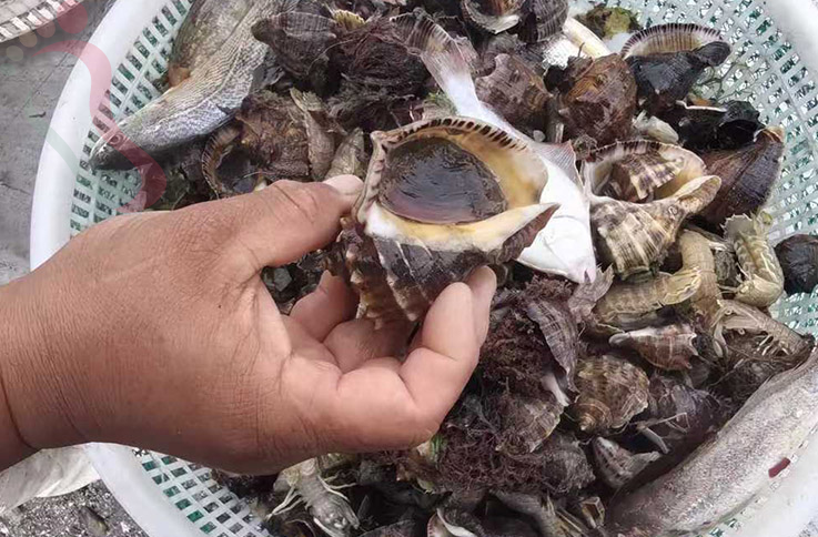 广鹿岛爱丽渔家民宿 - 图片1