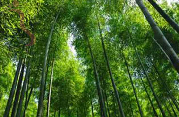 浙江湖州安吉碧瑶山庄 - 图片5