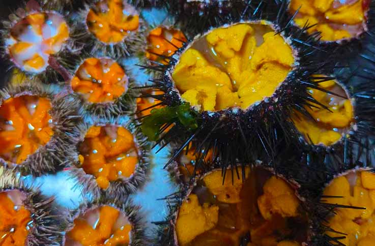 山东烟台蓬莱南隍城岛云云渔家 - 图片6