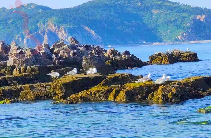 山东烟台蓬莱南隍城岛云云渔家 - 图片7